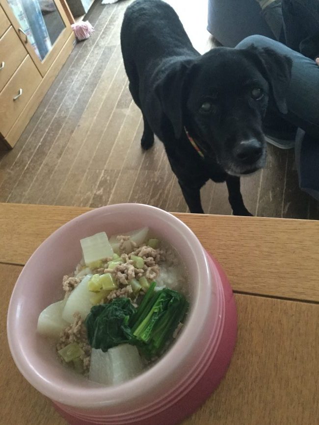 大根とひき肉の煮込み 圧力鍋使用 犬の手作りごはんレシピ 犬の手作りごはん アロマテラピー Office Guri オフィスぐり