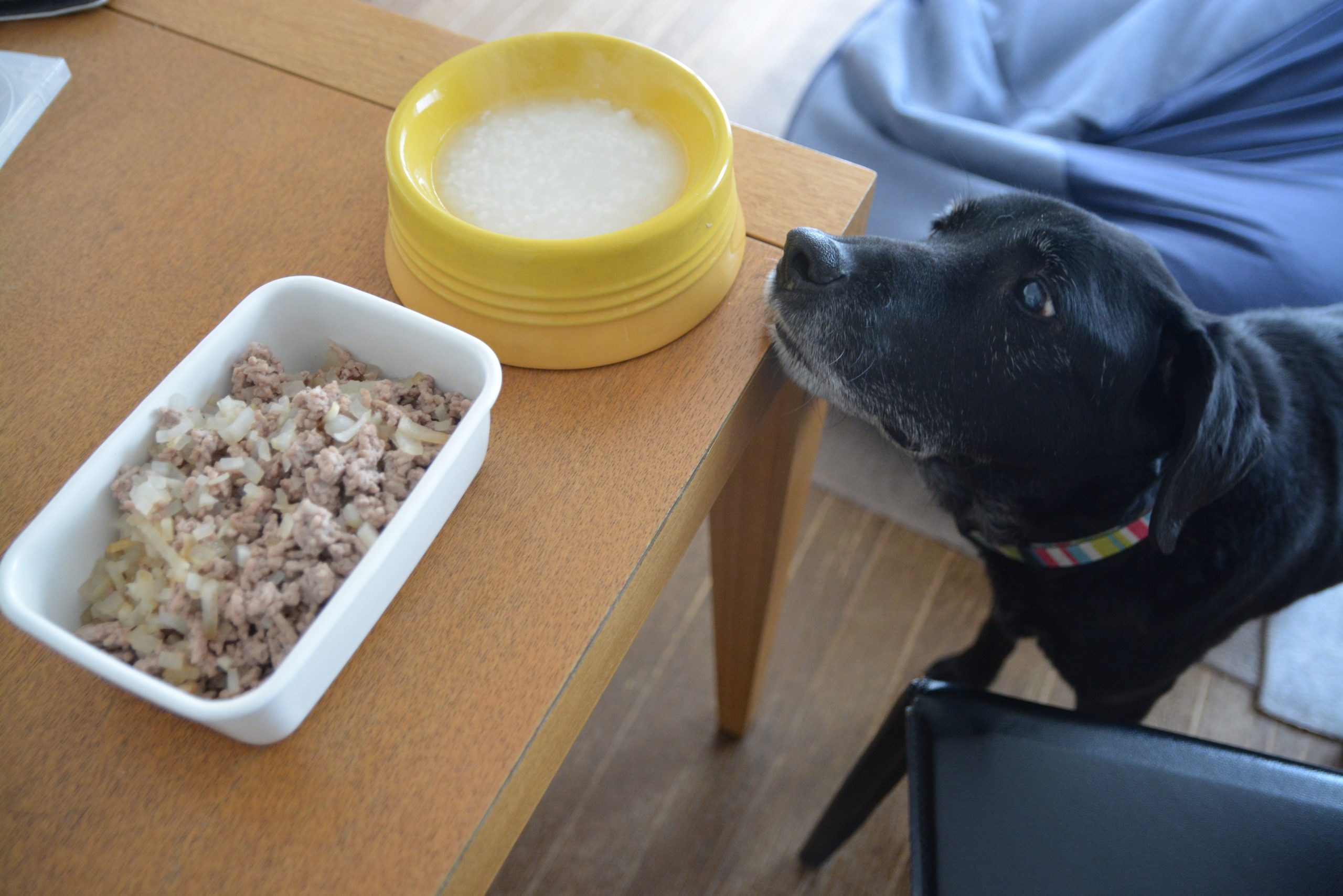 大根とひき肉のそぼろ 老犬の手作りご飯レシピ【胃腸の不調時に】 犬の手作りごはん・アロマテラピー